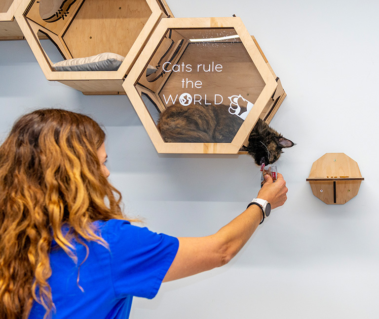 Adapter la ration en cas de besoins spécifiques