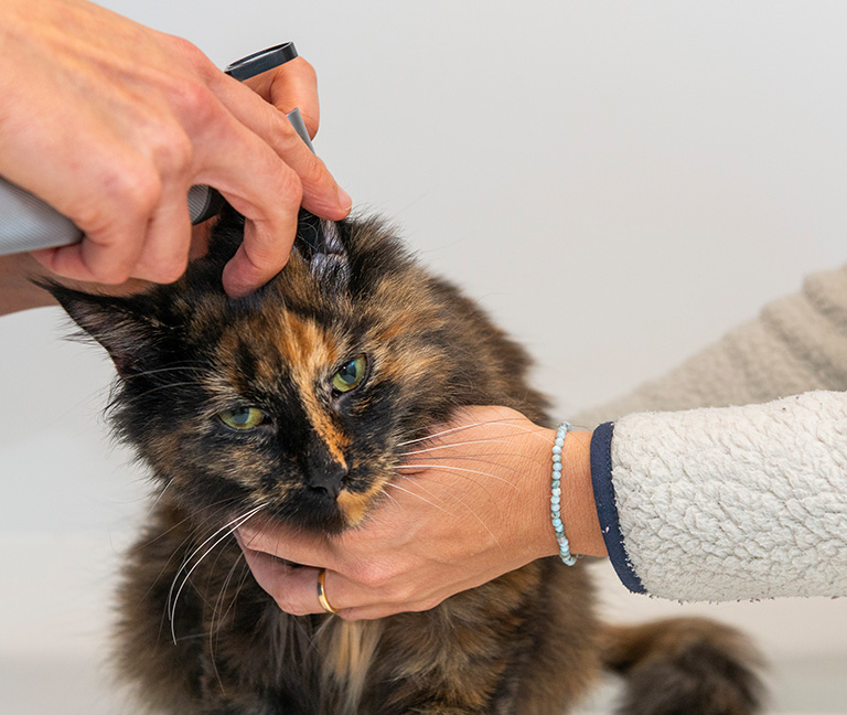 Autres maladies dermatologiques