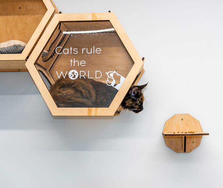 VETLÉMAN est labellisé Cat Friendly