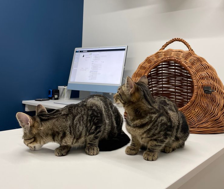 Conseils pour préparer la visite de votre chat