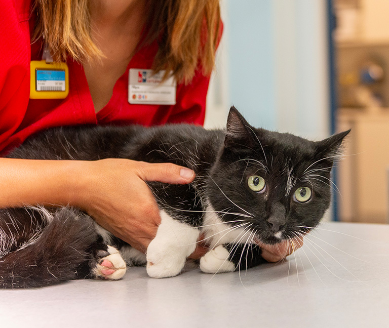 Consultation-nutrition-specialisee-vetleman