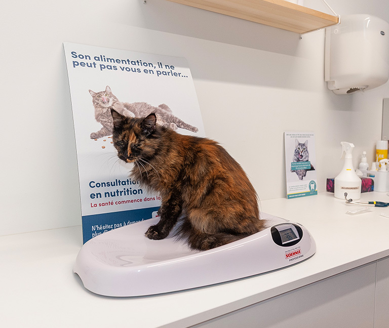 Consultations en nutrition