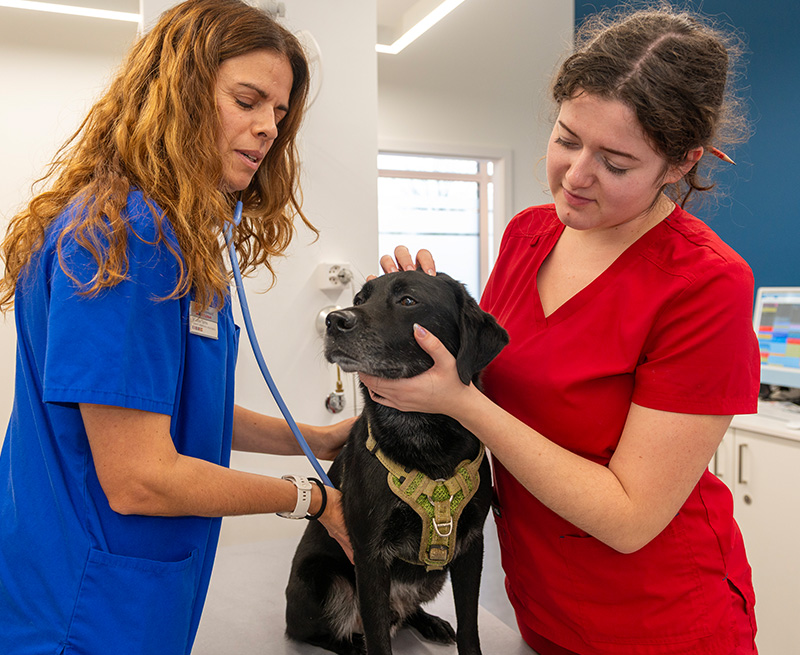 Consultations & hospitalisations