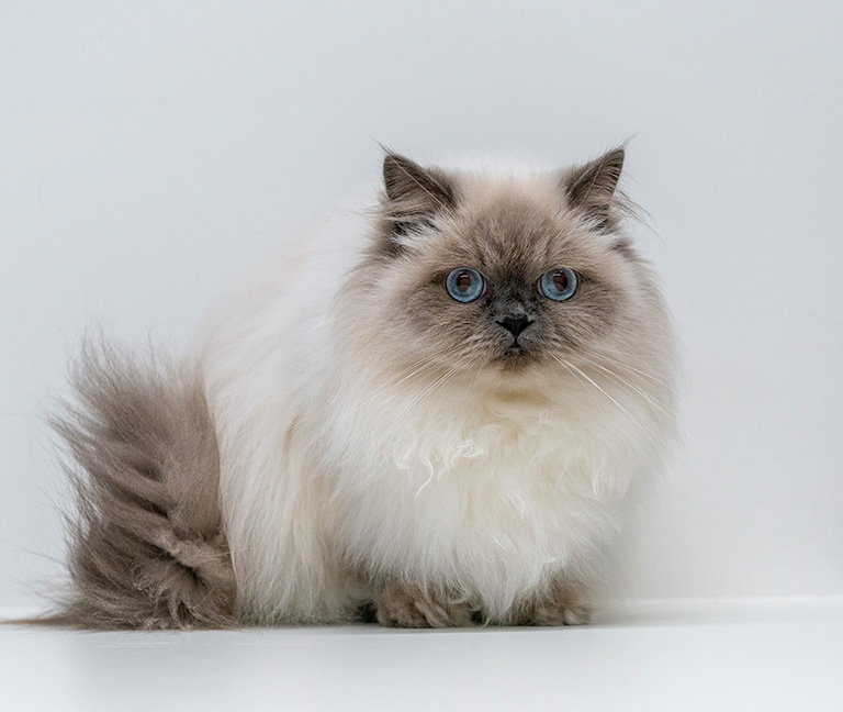 Dermatologie v&eacute;t&eacute;rinaire