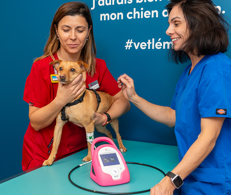 Examen complet par nos vétérinaires