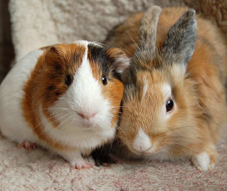 NAC &ndash; Nouveaux animaux de compagnie