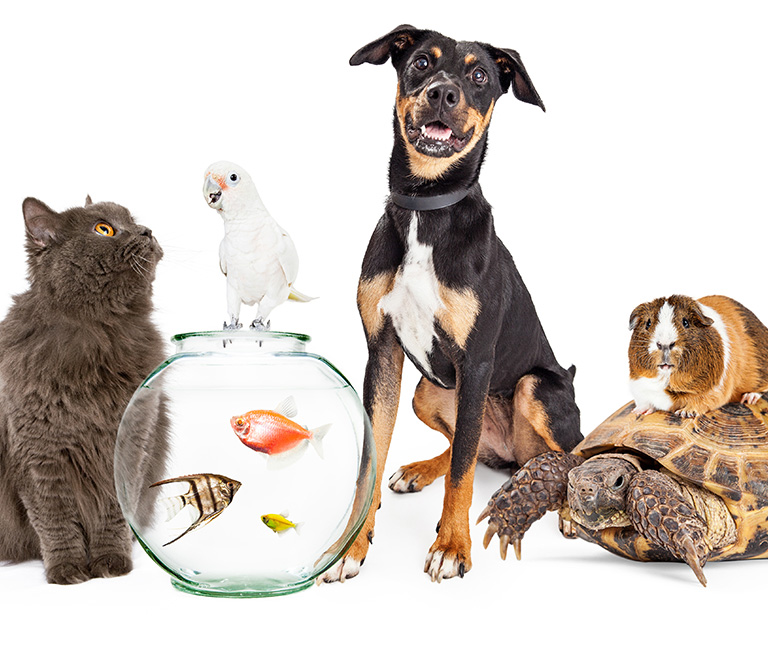 Protection des animaux