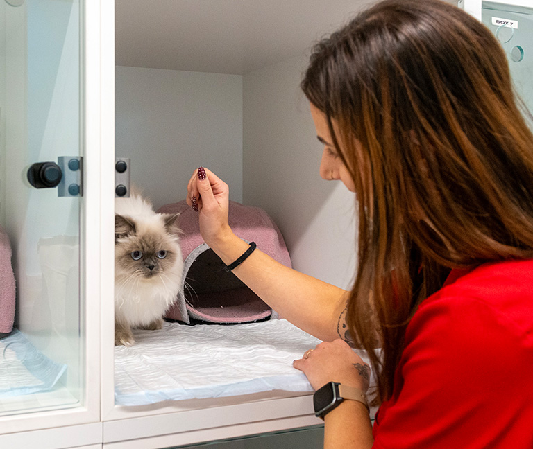 Respect et bien-être animal