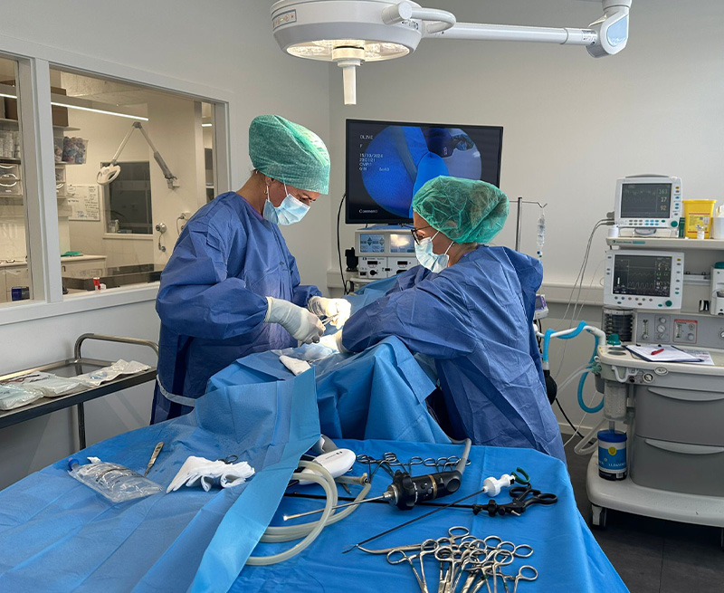 Chirurgie vétérinaire